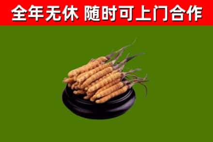 墨竹工卡回收冬虫夏草