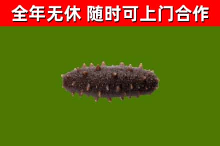 墨竹工卡回收海参干